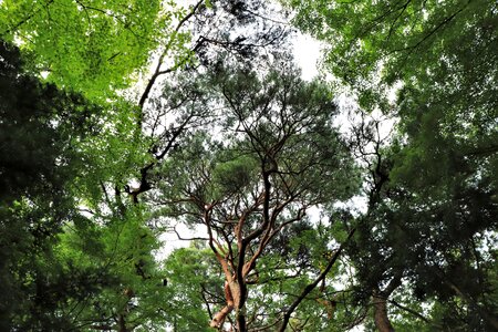 Pine tree nature natural photo