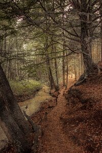 Morgenstimmung fairy tale forest mood photo