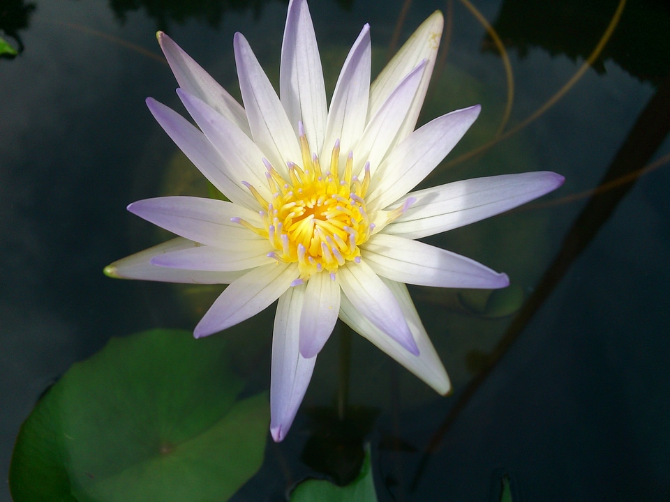 Beautiful white water lily flora