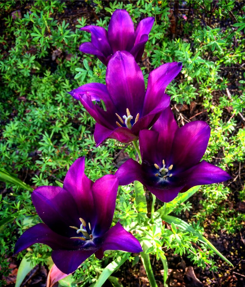 Plant flower summer