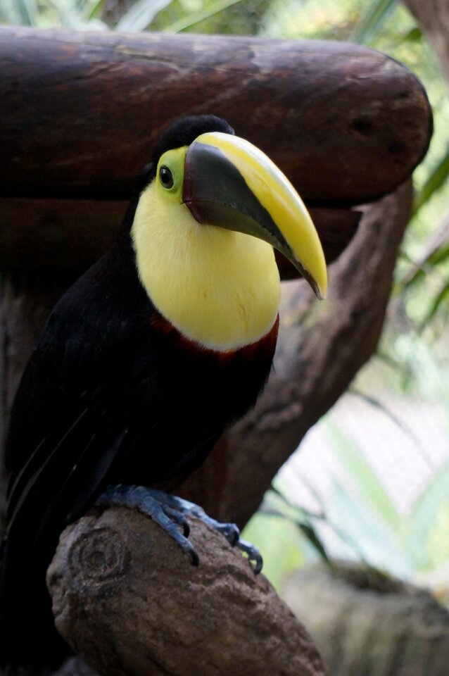 Bird fauna tropical bird