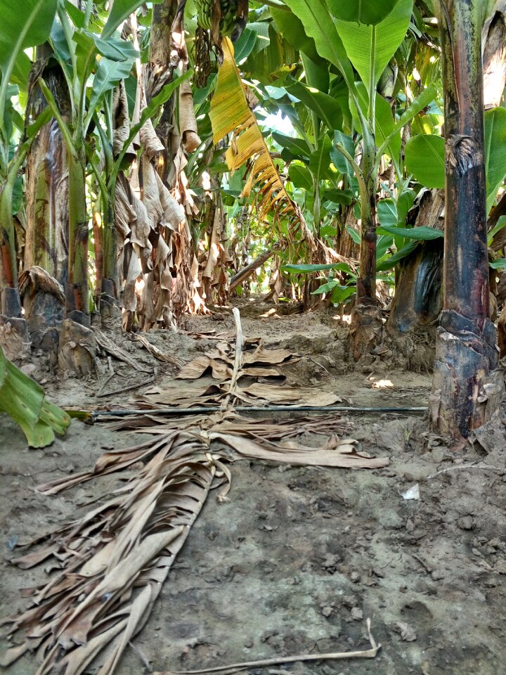 Garden banana farm landscape