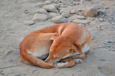 Dog nepal sleep