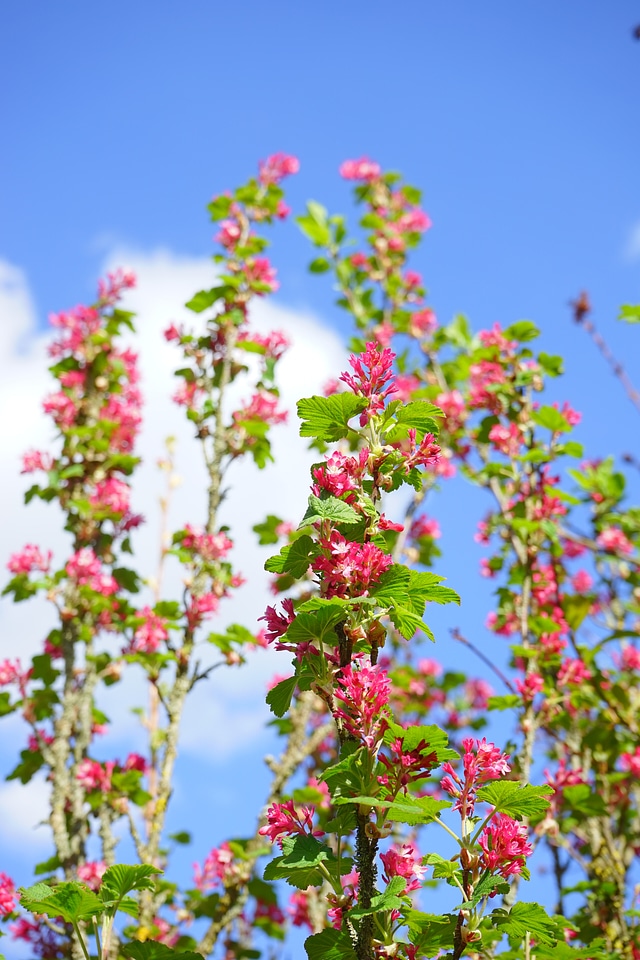 Red ribes sanguineum currants