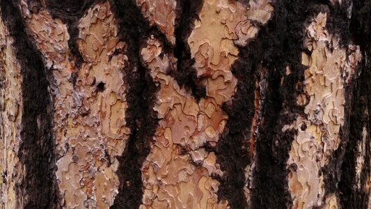 Wood natural texture photo
