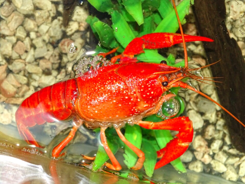 Crayfish river shell rak red