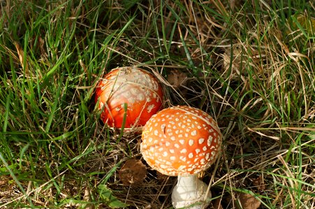 Red poisonous mushroom toxic photo