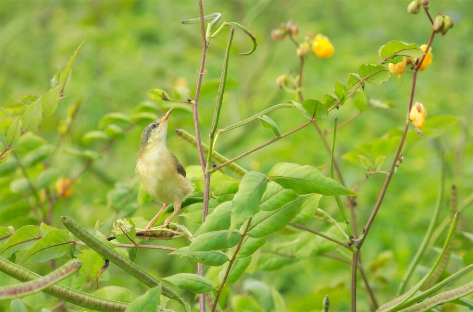 Flowers nature
