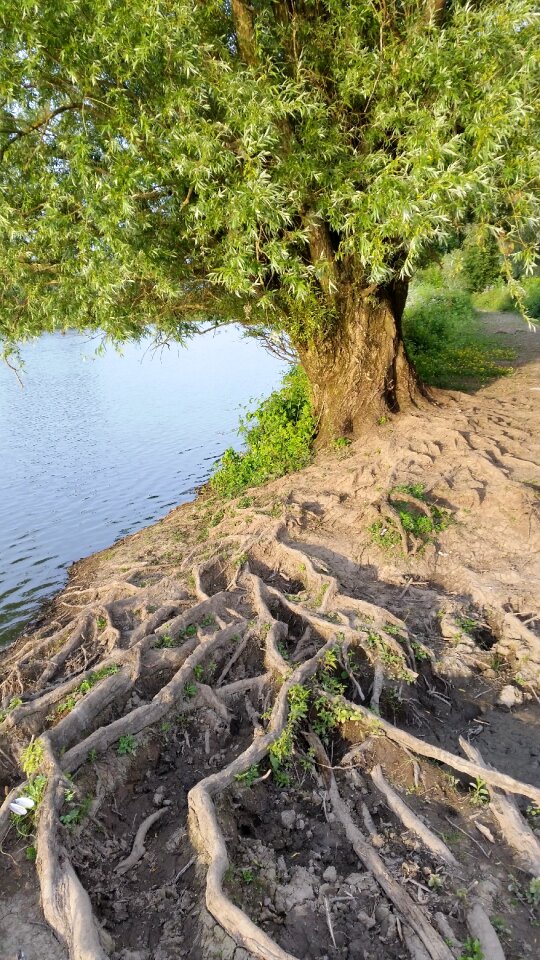Tree roots meinderswijk arnhem