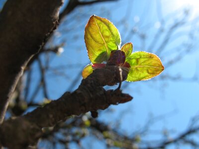 Tree floral garden