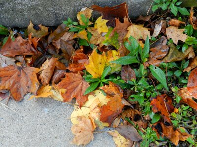Autumn plant natural