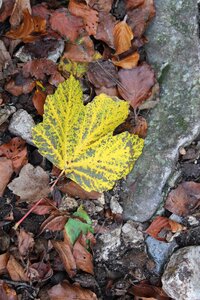 Color nature golden autumn