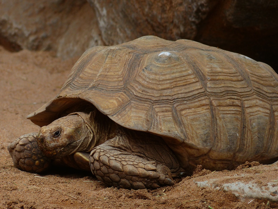 Giant tortoise geochelone sulcata panzer