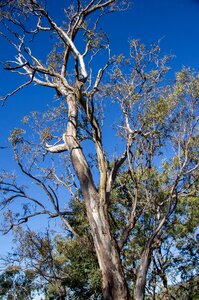 Silver bark native photo