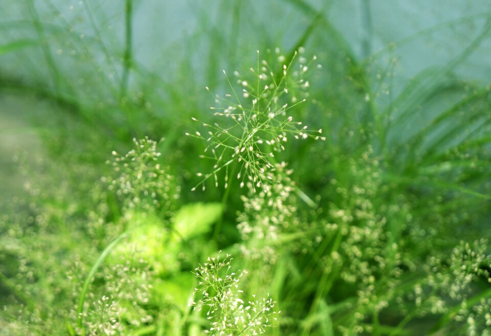 Neck natural background