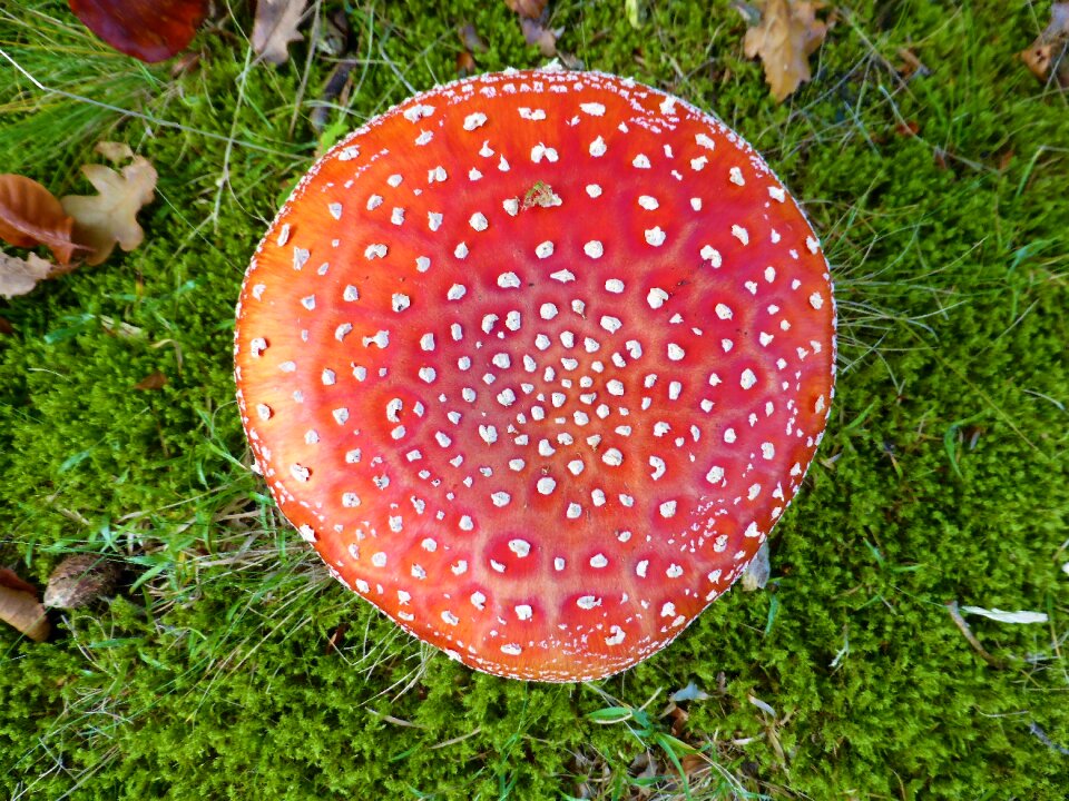 Hat toxic fly fungi