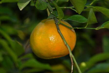 Tangerine flora nature