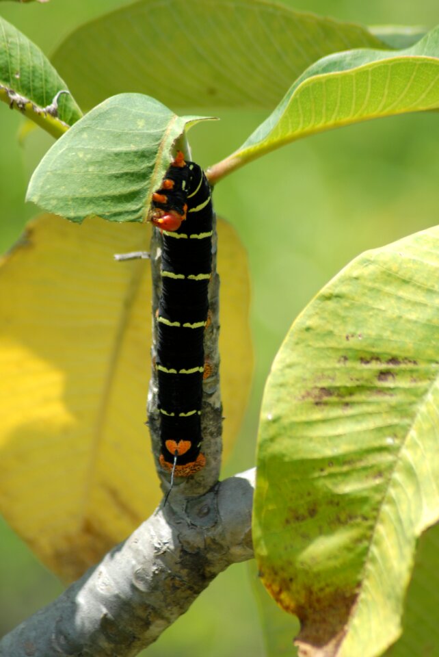 Worm fauna nature