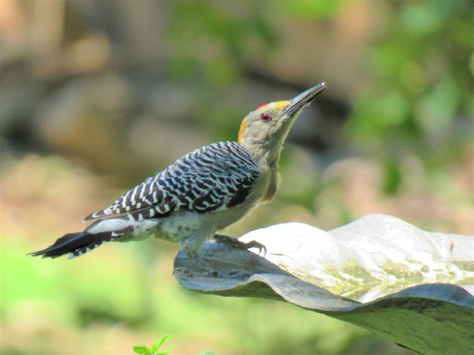 Woodpecker wildlife