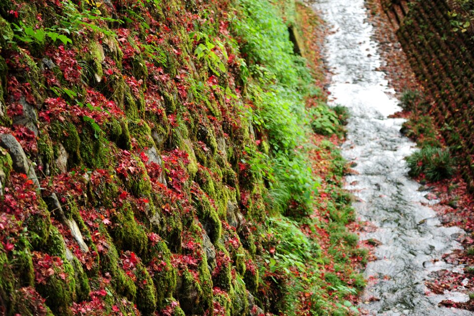 Maple ishigaki brook