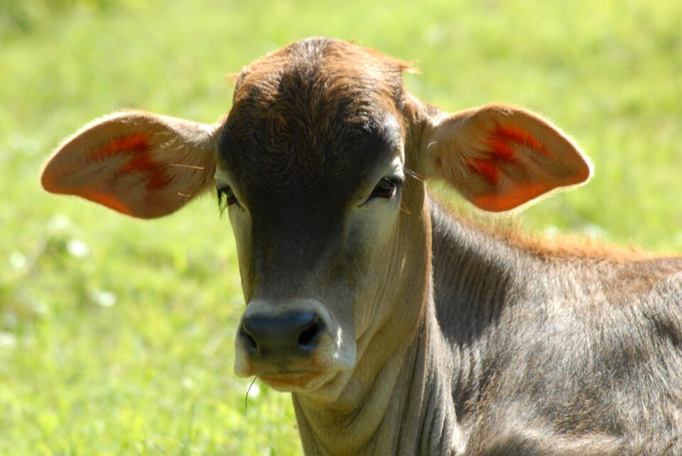 Becerrito toro livestock