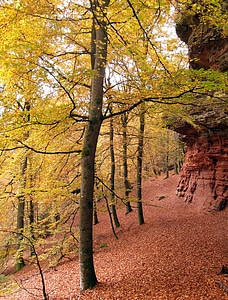 Emerge autumn forest