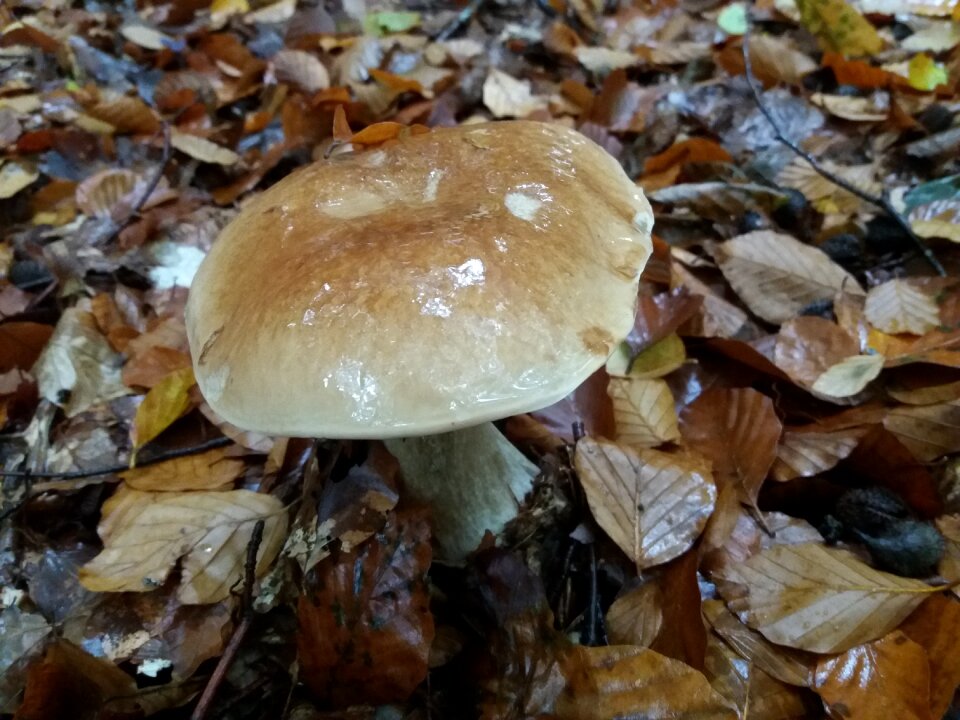 Fall undergrowth collection