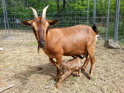 Goats baby animals