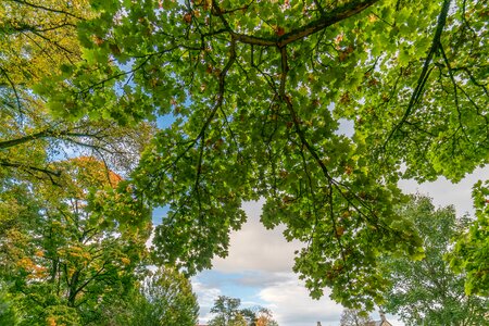 Branch branching out deciduous tree