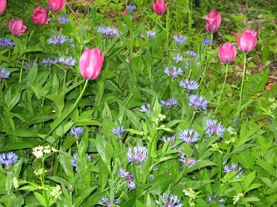 Flower plant beauty photo