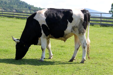 Sanctuary hoofed animals cows