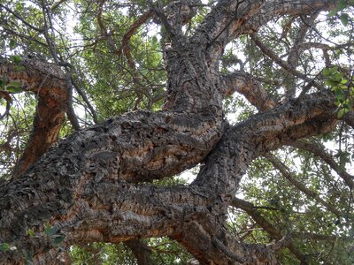 Corsica cork oak skyward