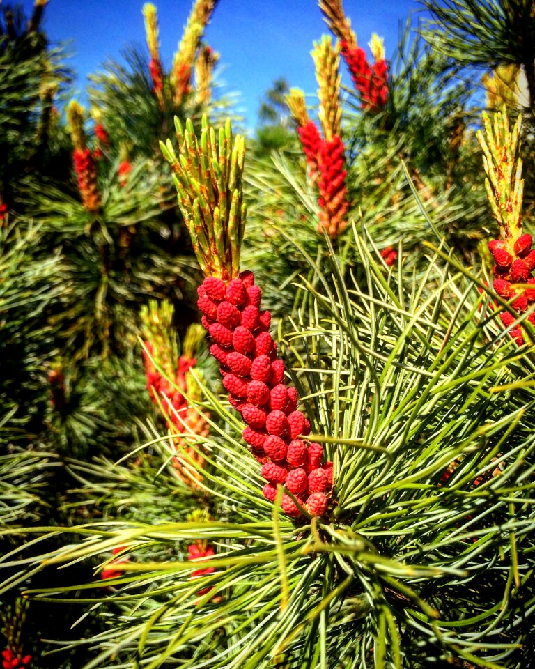 Nature wood plant