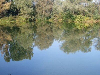 Water reflection tree