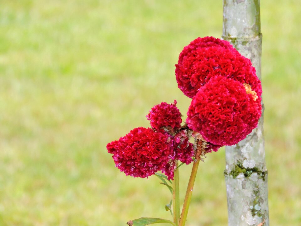 Nature amazonas flowers