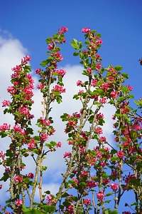 Red ribes sanguineum currants