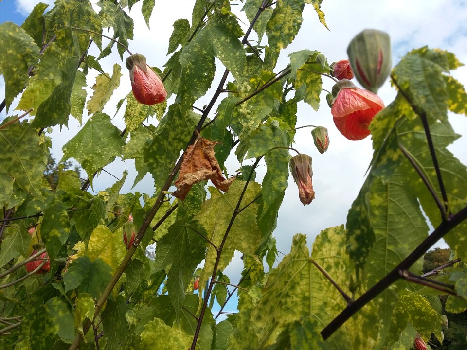 Perfume promenade botany