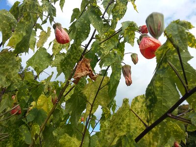 Perfume promenade botany