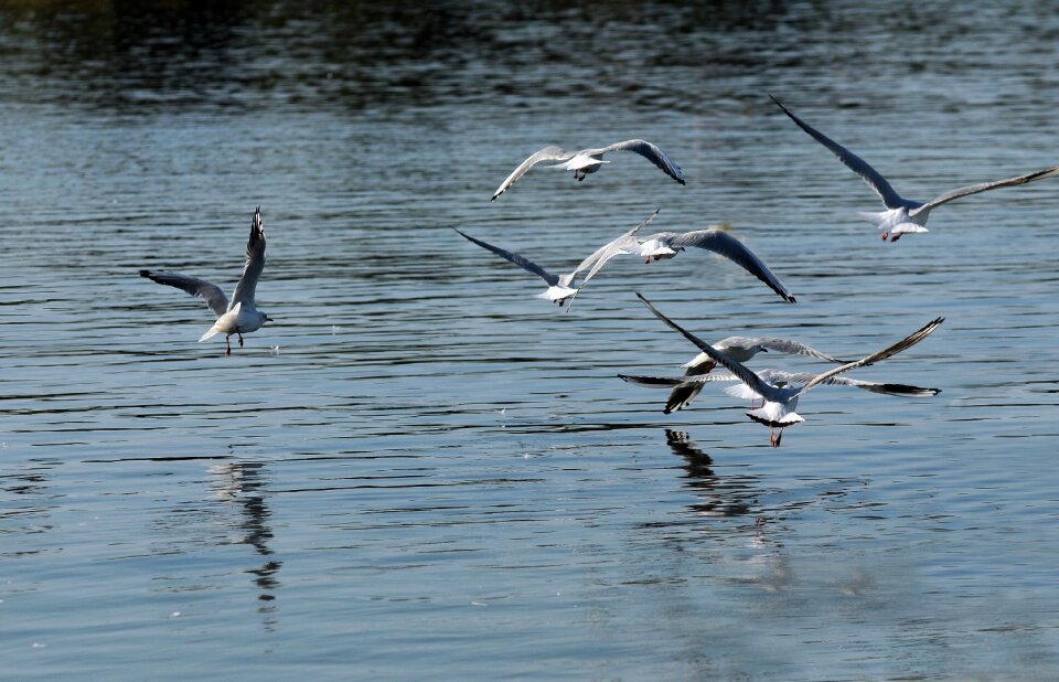 Sea seagulls flight