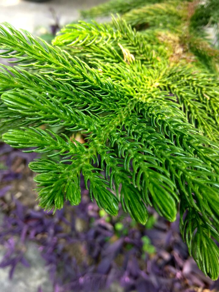 Green green tree vishal kumar