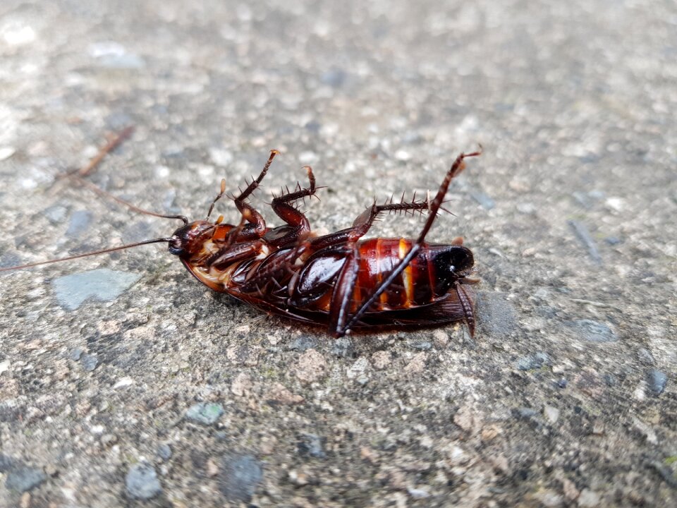 Wheels bug insects