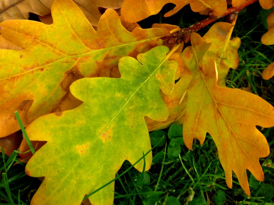 Tree autumn oak leaves