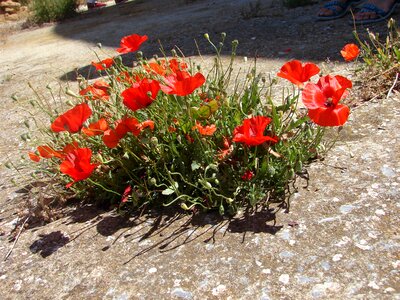 Poppies makronissos exile