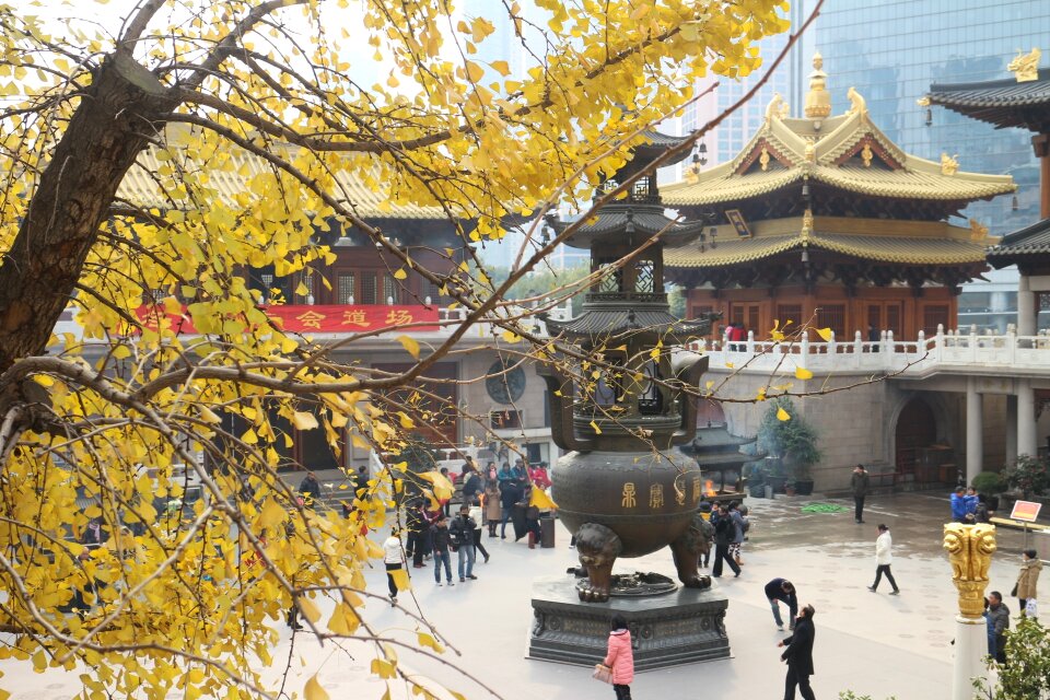 Asia plant traditional