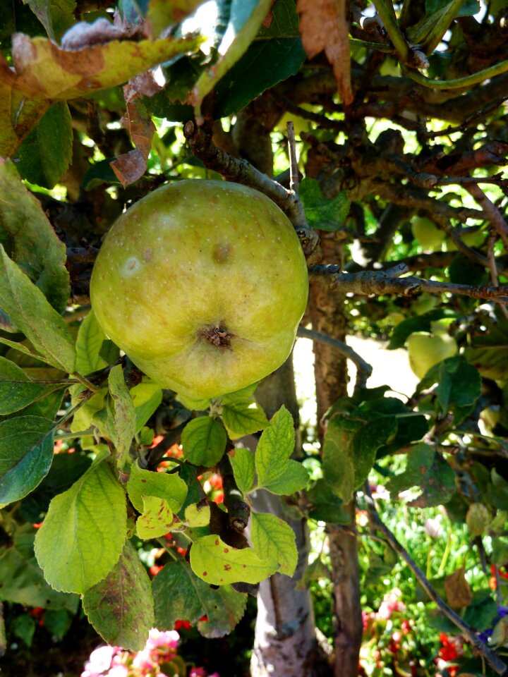 Fruit harvest windfall