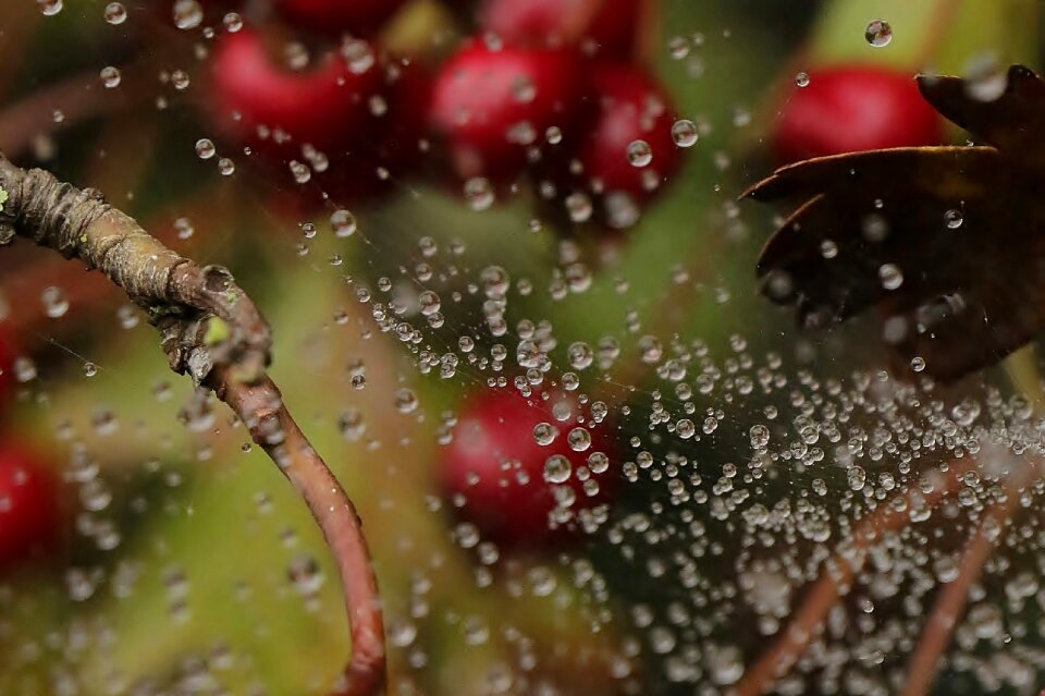 Berries nature berry