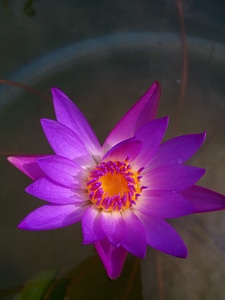 Aquatic purple lily purple flower
