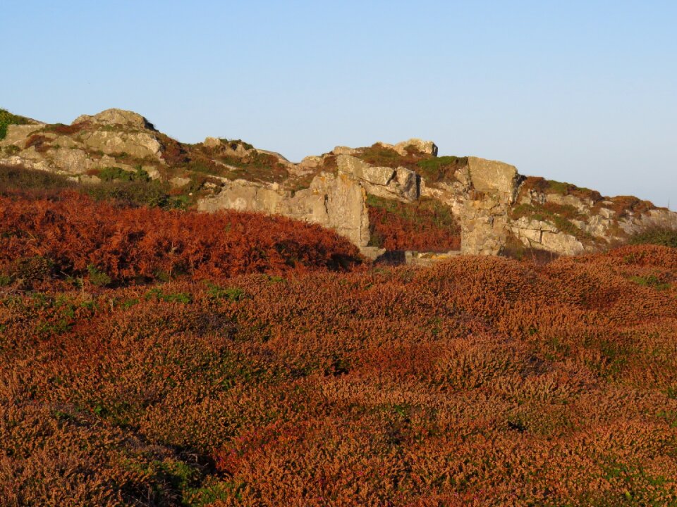 Fall ferns vegetation