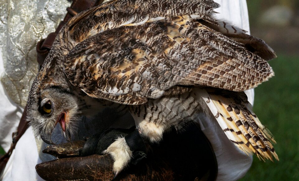 Bird of prey feather plumage