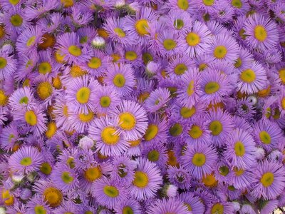 Nature gently flower